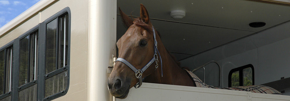 All makes and models of horseboxes