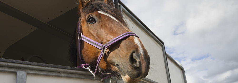Horsebox Repairs